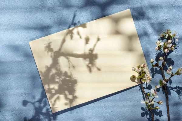 Carta vuota con ombra di un albero fiorente — Foto Stock