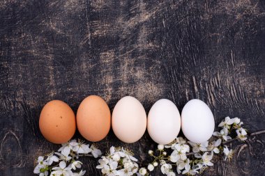 Tavuk yumurtalarının gradyanı aydınlıktan karanlığa