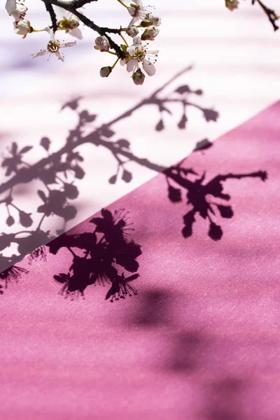 Sombra de árbol a través de las persianas —  Fotos de Stock