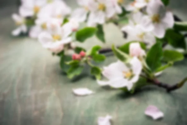 Blurred spring background with blooming tree — Stock Photo, Image