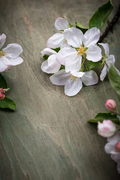 Blooming apple tree. Spring background — Stock Photo, Image