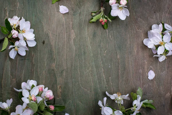 Manzano floreciente. Fondo de primavera — Foto de Stock