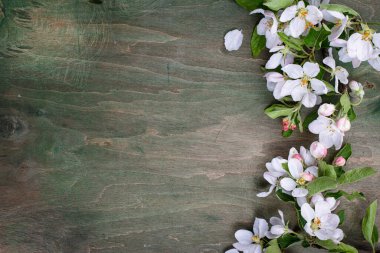 Çiçek açan elma ağacı. Bahar arkaplanı