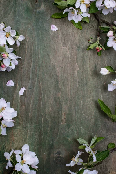 Blooming apple tree. Spring background — Stock Photo, Image