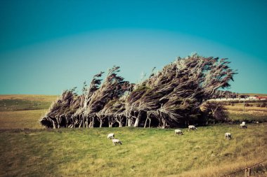Yeni Zelanda 'nın Kuzey Adası' ndaki rüzgârlı ağaçlar ve otlayan koyunlar.