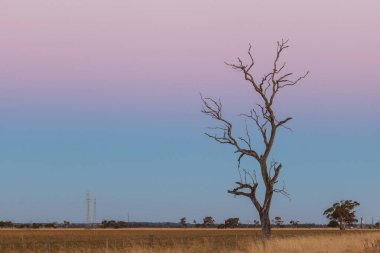 Pembe alacakaranlıkta sarı tarlada yapayalnız kuru bir ağaç.