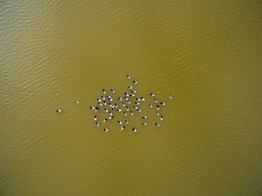 Nehirde yüzen bir grup pelikana yukarıdan bakıyor.