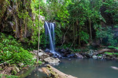 Sahne Curtis Falls Tamborine Ulusal Parkı, Queensland, Avustralya