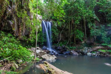 Scenic Curtis Falls in Tamborine National Park, Queensland, Australia clipart