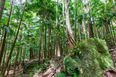 Yosun Queensland, Avustralya 'da ılıman yağmur ormanlarıyla kaplıydı.