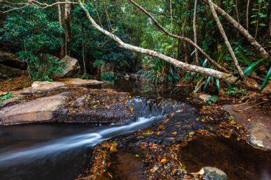 Lamington Ulusal Parkı 'ndaki Morans Deresi yağmur ormanları. Queensland, Avustralya