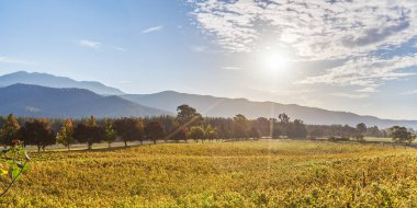 Güzel üzüm bağının üzerinde gün batımı. Victoria, Avustralya