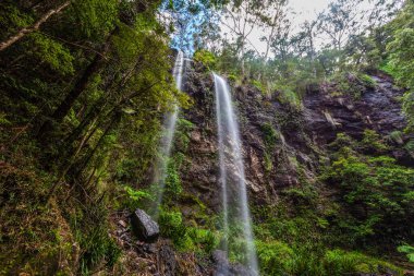 Springbrook Ulusal Parkı yağmur ormanlarına ikiz düştü. Queensland, Avustralya