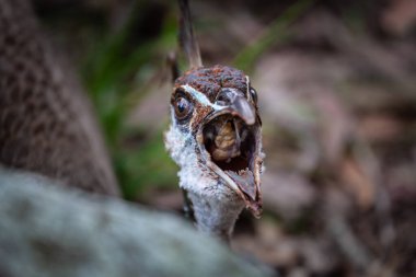 Dişi tavus kuşunun ağzı açık korkunç bir fotoğrafı.