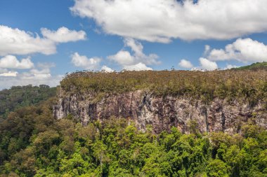 Queensland, Avustralya 'daki Springbrook Ulusal Parkı' nda yeşil orman uçurumu
