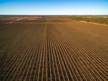 Büyük üzüm bağlarında sıralanmış asmalar - hava manzarası