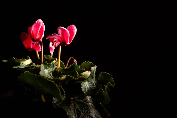 Siyah Üzerine Kırmızı Çiçekler Kopyalama Alanı — Stok fotoğraf