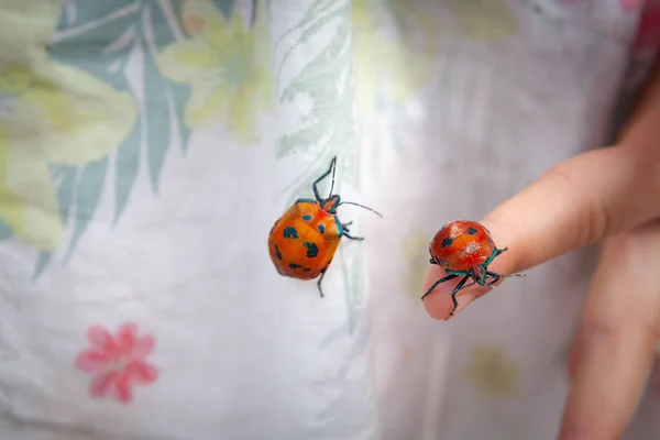 两个Hibiscus Harlequin虫和孩子的手指 — 图库照片