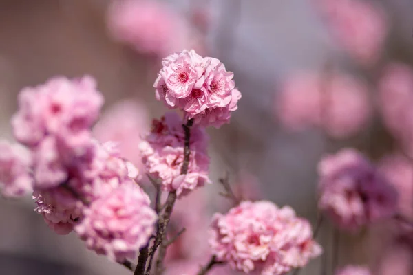 Tenera Ciliegia Fiori Fioriti Sfondo Sfocato — Foto Stock