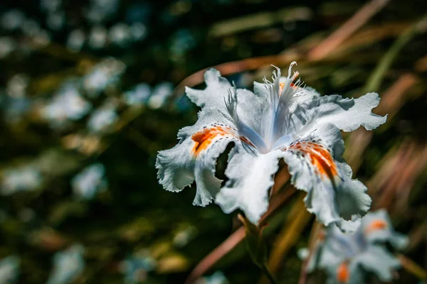 Iris Salvaje Dietas Grandiflora Flor Primer Plano Sobre Fondo Borroso —  Fotos de Stock