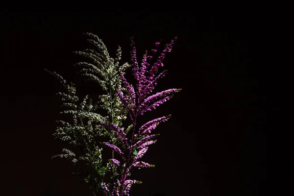 Chamelaucium Uncinatum Florecimiento Variedades Plantas Australianas Aislado Sobre Fondo Negro — Foto de Stock