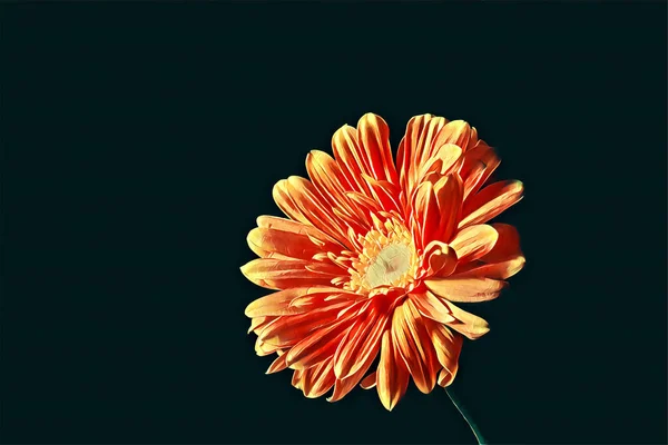 Digital Drawing Gerbera Daisy Red Orange Colors Copy Space — Stock Photo, Image