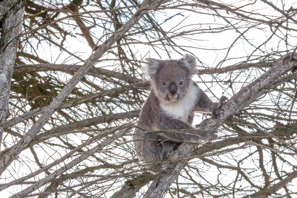 Potret Beruang Koala Dengan Wajah Bahagia Duduk Pohon — Stok Foto