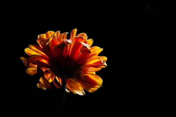 鮮やかな輝くデイジーの花の頭が黒の背景に直面しています — ストック写真