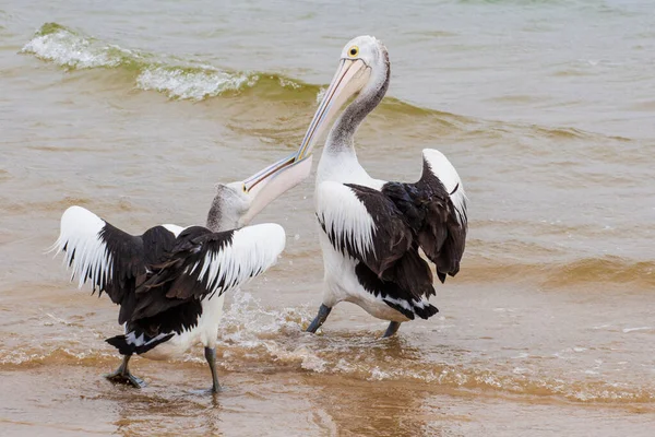 Два Австралийских Пеликана Сражаются Рыбу — стоковое фото