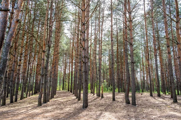 Wood Grove Conifer Trees Gomel Belarus — Stock Photo, Image