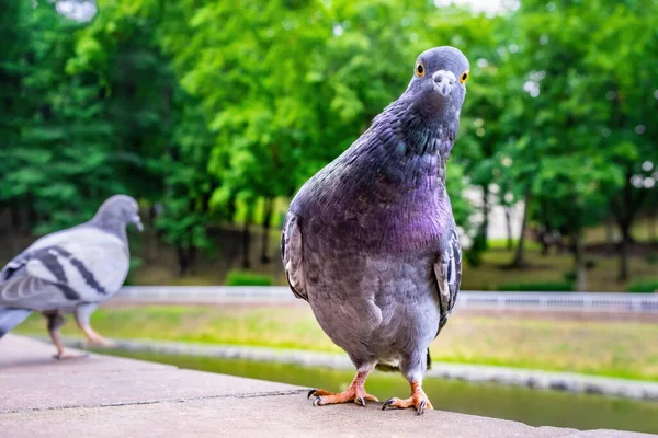 Funny Pigeon Doing Dance Move Blurred Background — Stock Photo, Image