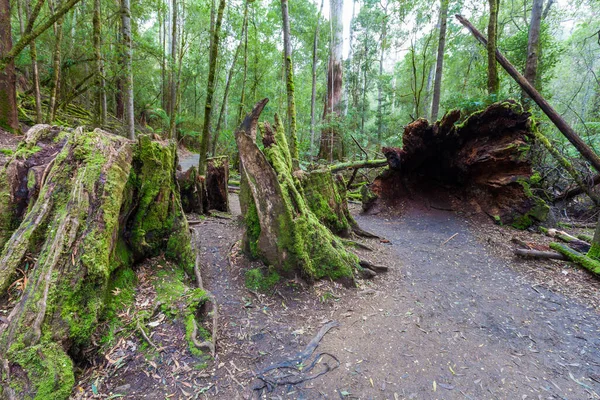 Huge Hollow Fallen Tree Root Stump Rainforest Mount Field National — Stock Photo, Image