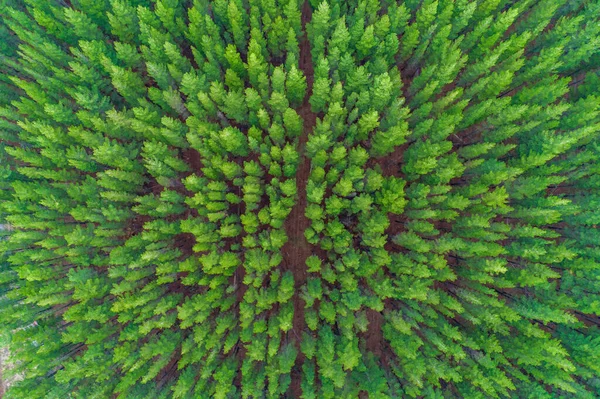 トップダウン松の木の上の行の空中ビュー — ストック写真