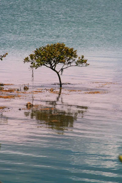 Lone Mangrove Boomlandschap — Stockfoto