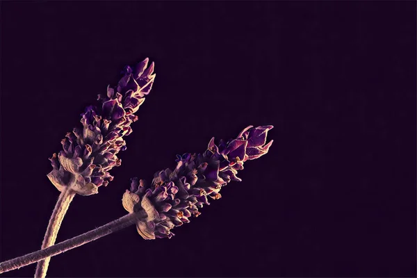 Digitale Tekening Van Twee Lavendelbloemen Donkere Achtergrond Met Kopieerruimte — Stockfoto