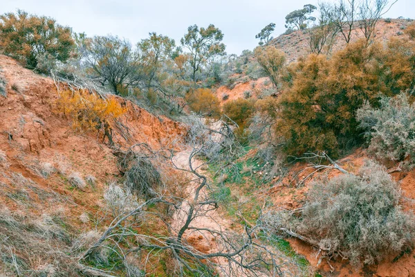 Heimische Vegetation Der Nähe Des Murray River Südaustralien Wilabalangaloo Reserve — Stockfoto