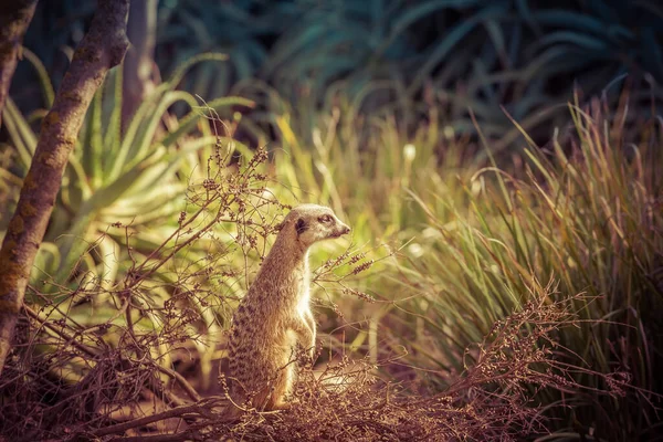 Meerkat Magasan Áll Mélyen Belenéz Zöld Közötti Távolságba — Stock Fotó