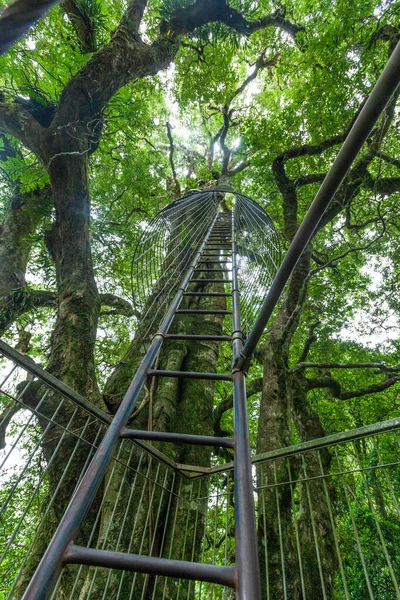 ラミントンの木の上の歩道 金属製のはしごを熱帯雨林の天蓋に背の高い木 オーリー クイーンズランド州 オーストラリア — ストック写真