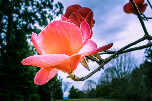Incredibile Enorme Fiore Magnolia Sfondo Sfocato — Foto Stock