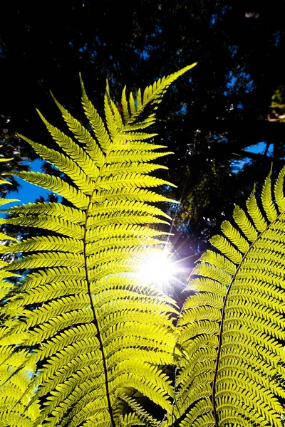 Słońce Świecące Przez Świecące Tropikalne Paprocie — Zdjęcie stockowe