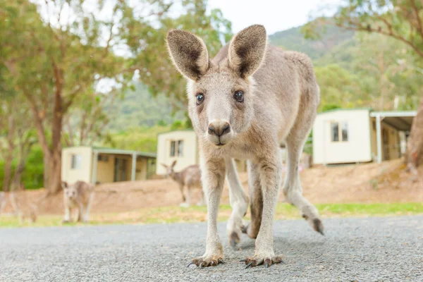 Kanguru Sana Bakıyor Düşük Açılı Yakın Çekim — Stok fotoğraf