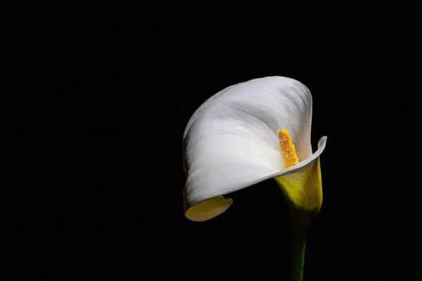 Lirio Calla Sobre Fondo Negro — Foto de Stock