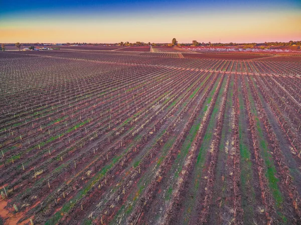 Rijen Van Wijnstokken Zuid Australische Wijngaarden Winter Bij Prachtige Zonsondergang — Stockfoto
