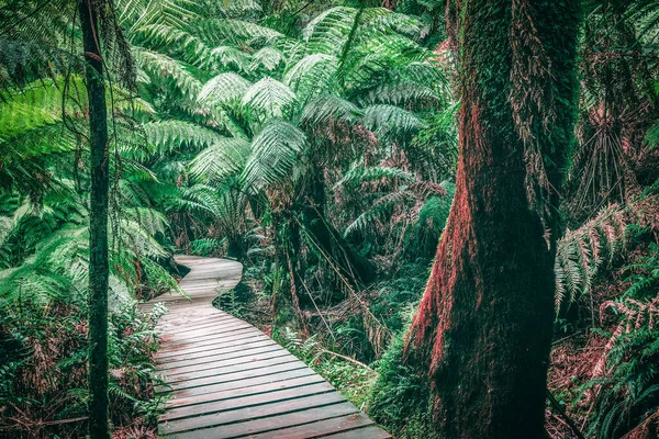 澳大利亚热带雨林蜿蜒的木板路 澳大利亚维多利亚州奥特韦国家公园 图像采用了老式滤波器 — 图库照片