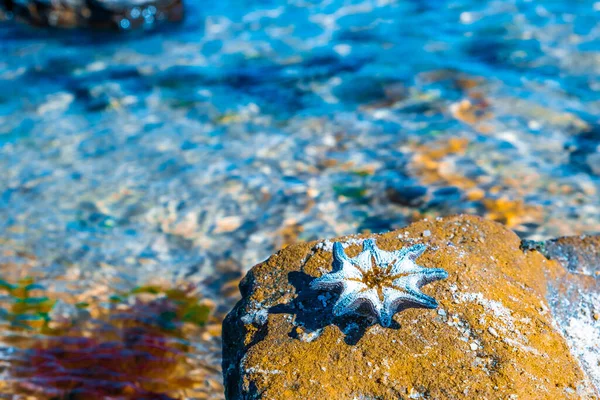 Stella Marina Sulla Roccia Arancione Vicino Mare Attenzione Superficiale — Foto Stock