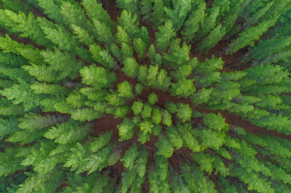 Pemandangan Udara Puncak Pohon Pinus Melbourne Victoria Australia — Stok Foto
