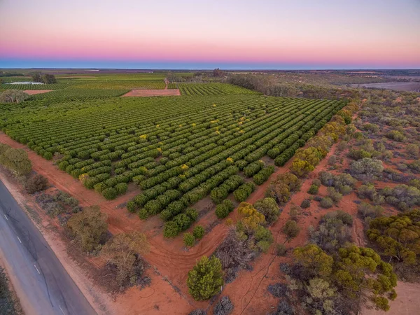 Zemědělská Pole Oblasti Riverland Jižní Austrálii Soumraku — Stock fotografie