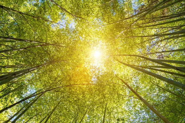 Sunlight Bamboo Forest Looking Tree Tops Sun — Stock Photo, Image
