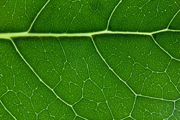 Zöld Levél Textúra Közelkép Mutatja Vénák Minta Vízszintes — Stock Fotó