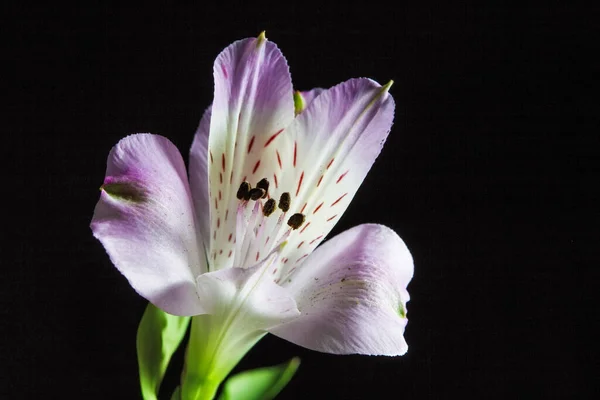 Peruvian lily flower head isolated on black background with copy space
